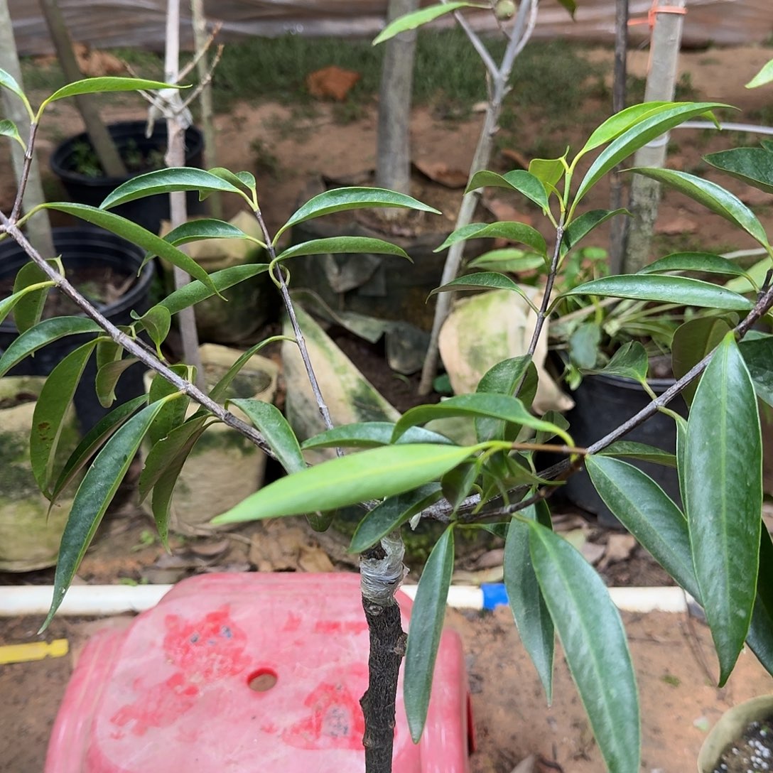 陈***纯当前无花栽培后可以开花山竹