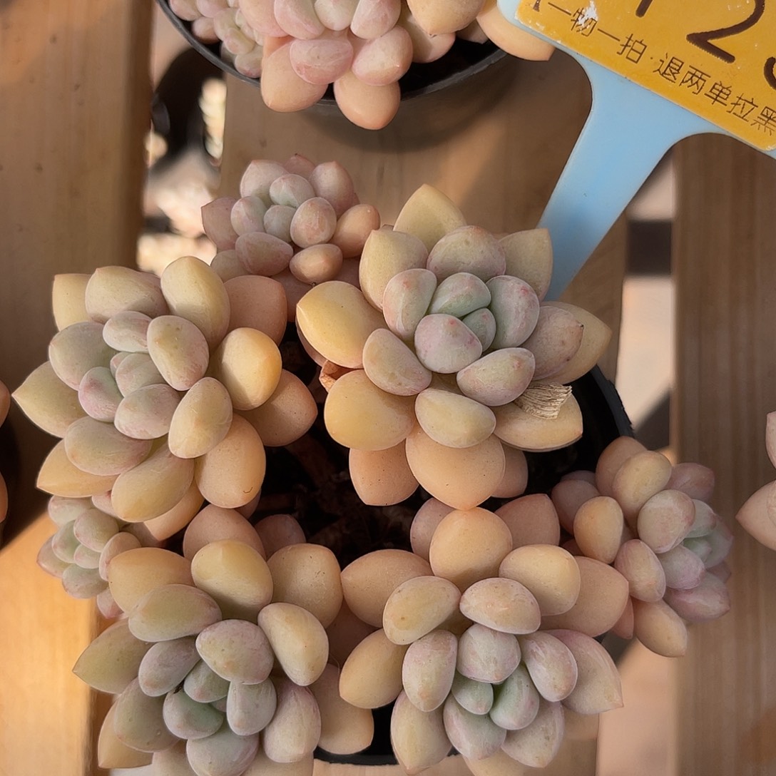 云尘多肉一物一拍 1123,