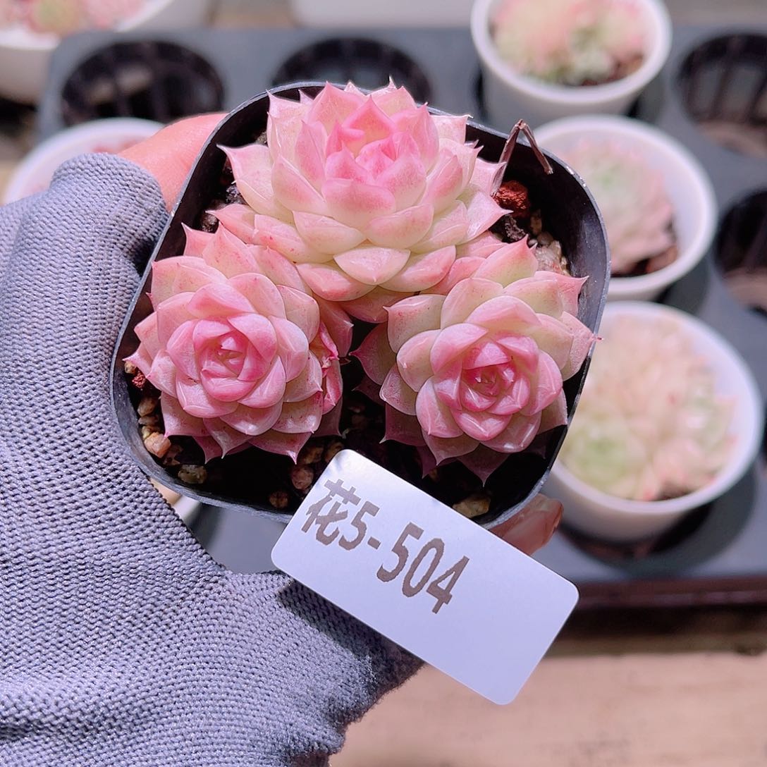 花05-504麦秆三头