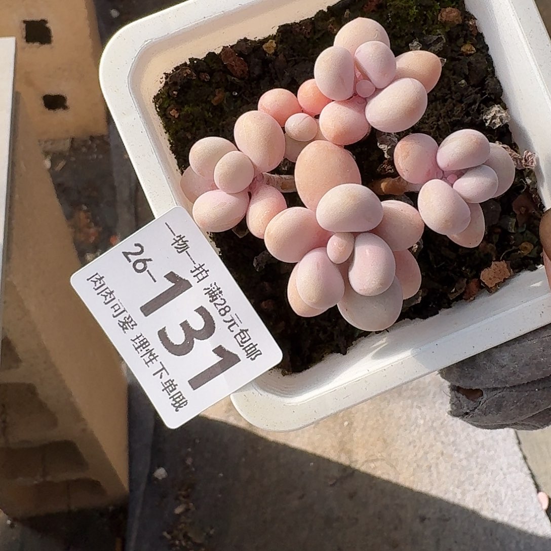 桃蛋无盆土发货无