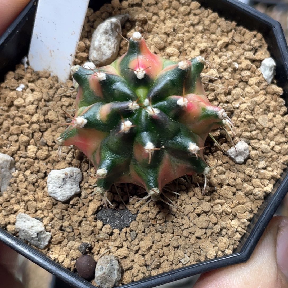 当前无花朵，栽培后可花朵