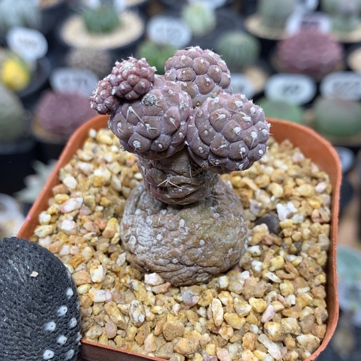 群生迷你习志野215号3cm