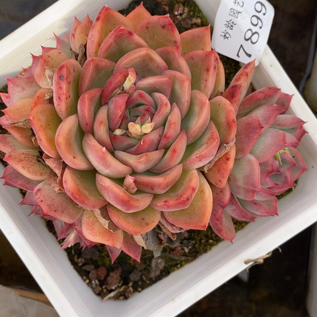 7899杂交多肉老桩