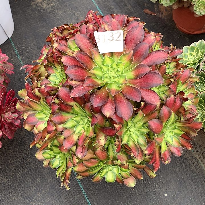 132.韶华多肉植物