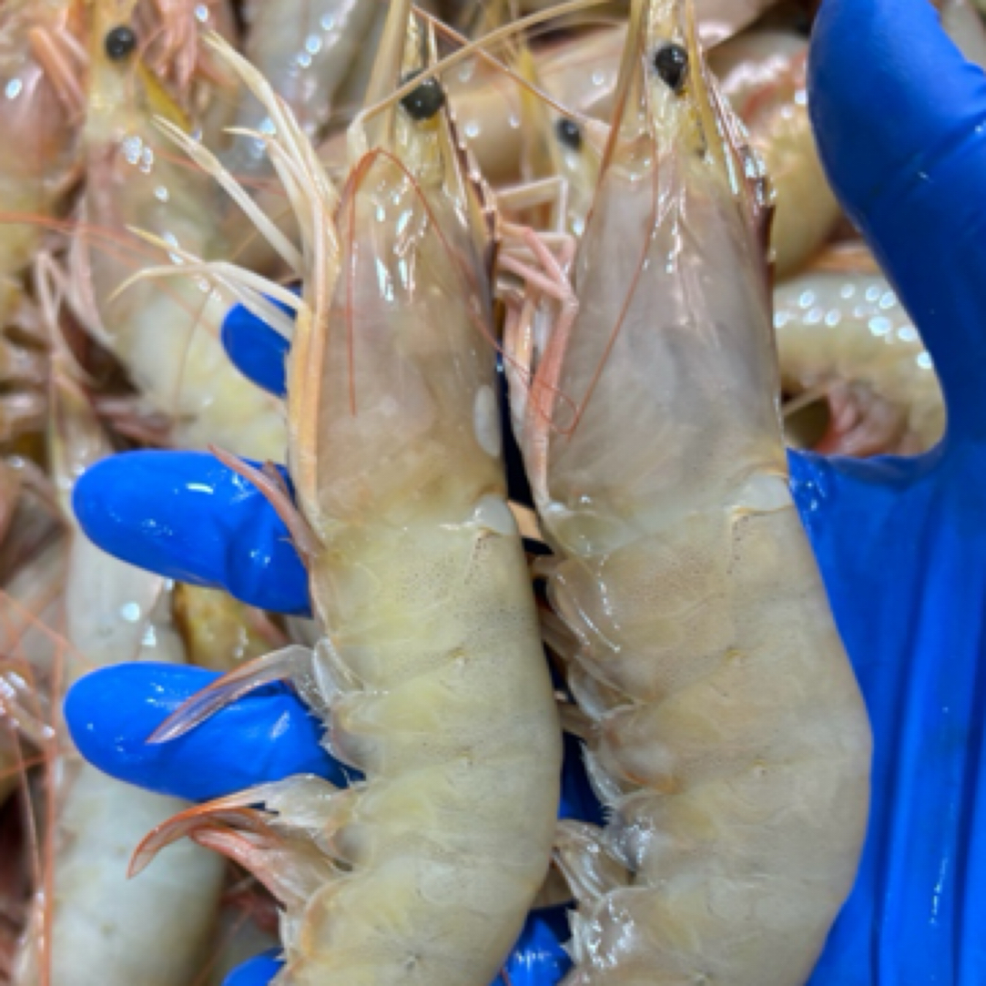 （孙娟海鲜1）青岛海捕对虾2-3-4斤 一斤6-7头左右大小不一