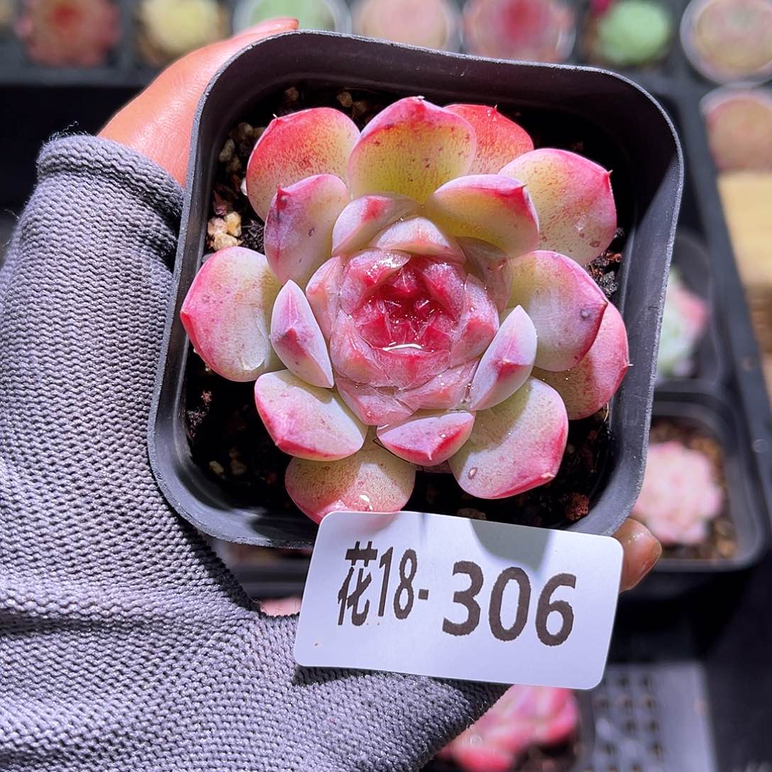 花18-306新品单头