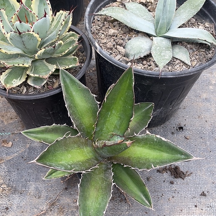 一***程无花朵龙舌兰绿色植物