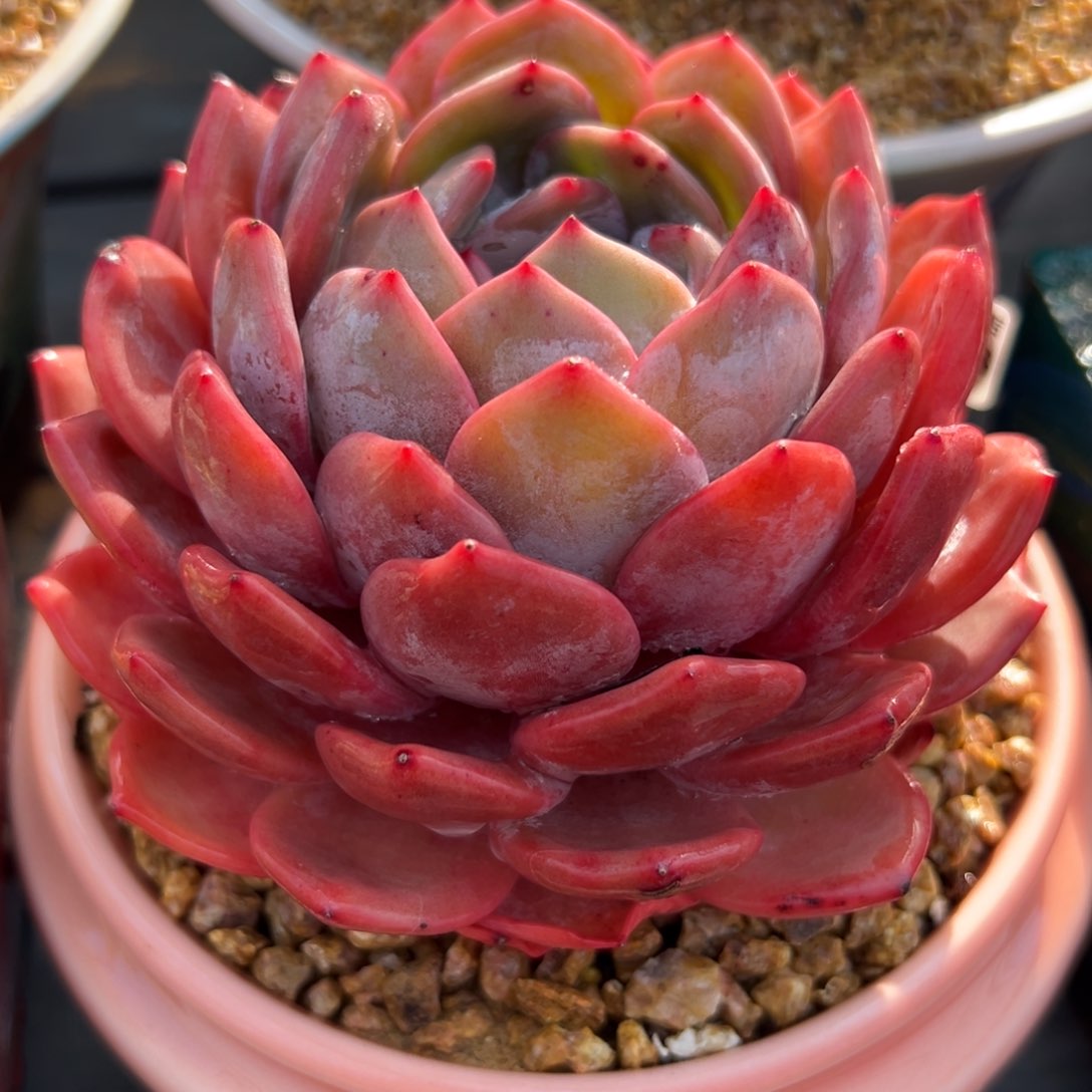 多肉一物一拍0215-133