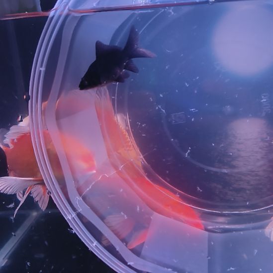 海水鱼墨蝶大鳍大尾