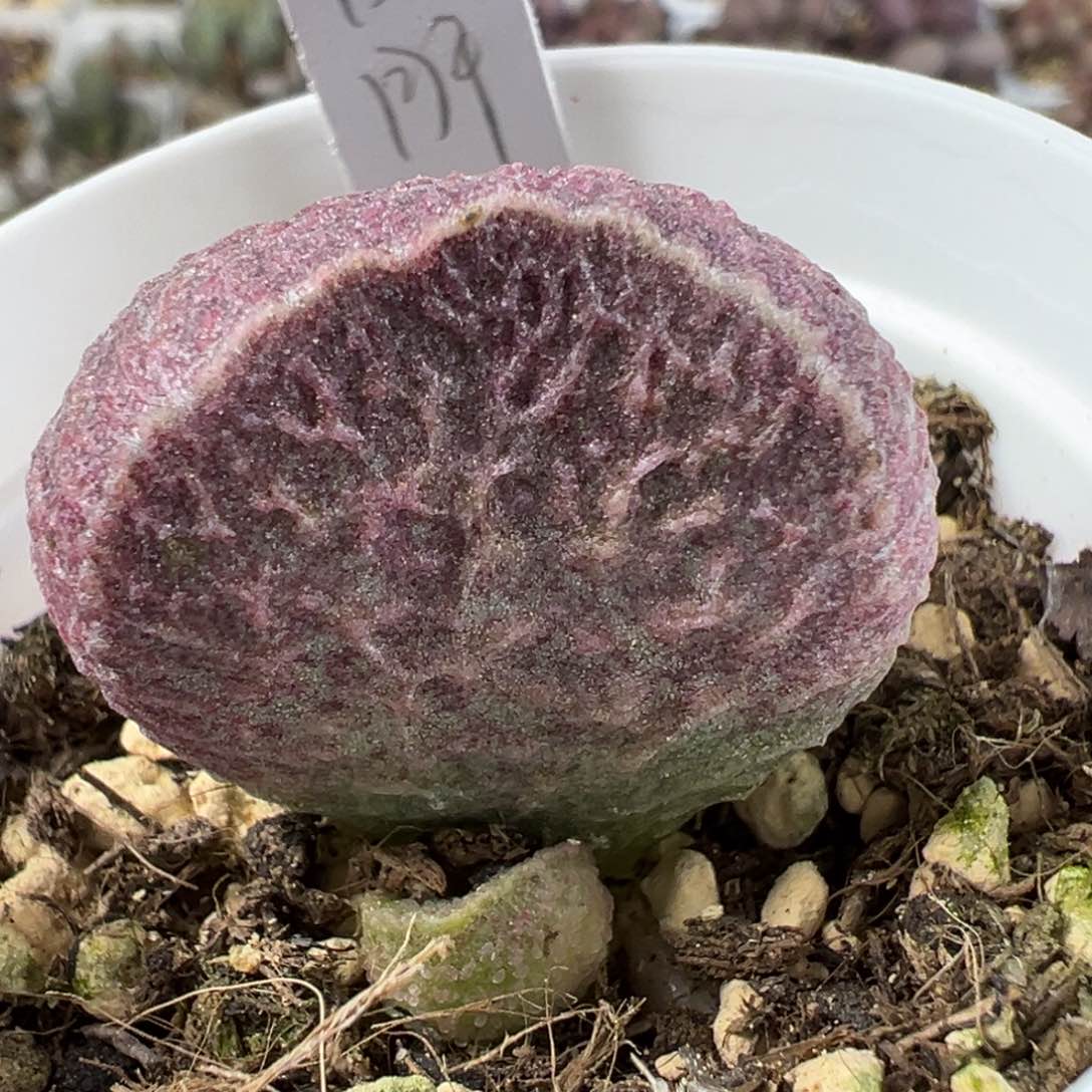 哈莫猪肝大苗多肉植物