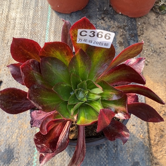 366魅影七彩多肉植物