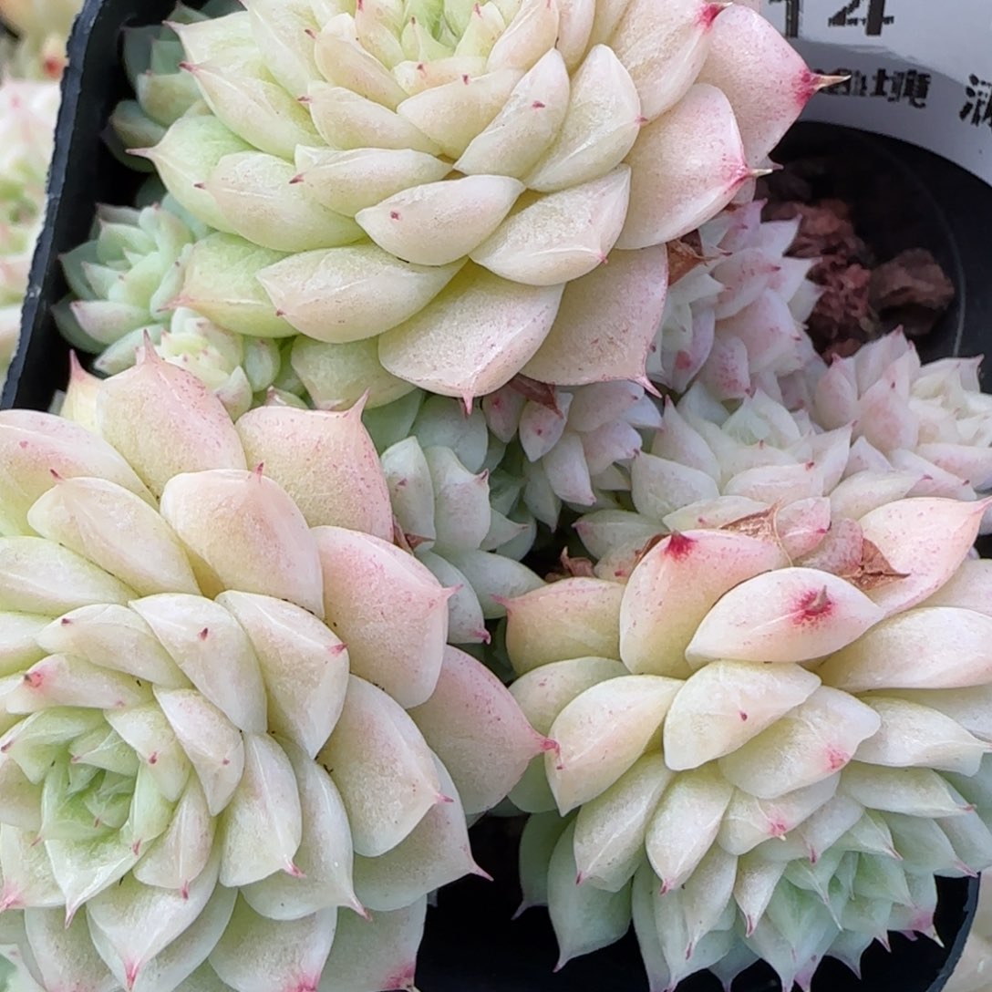 花语逸镜0131-514散