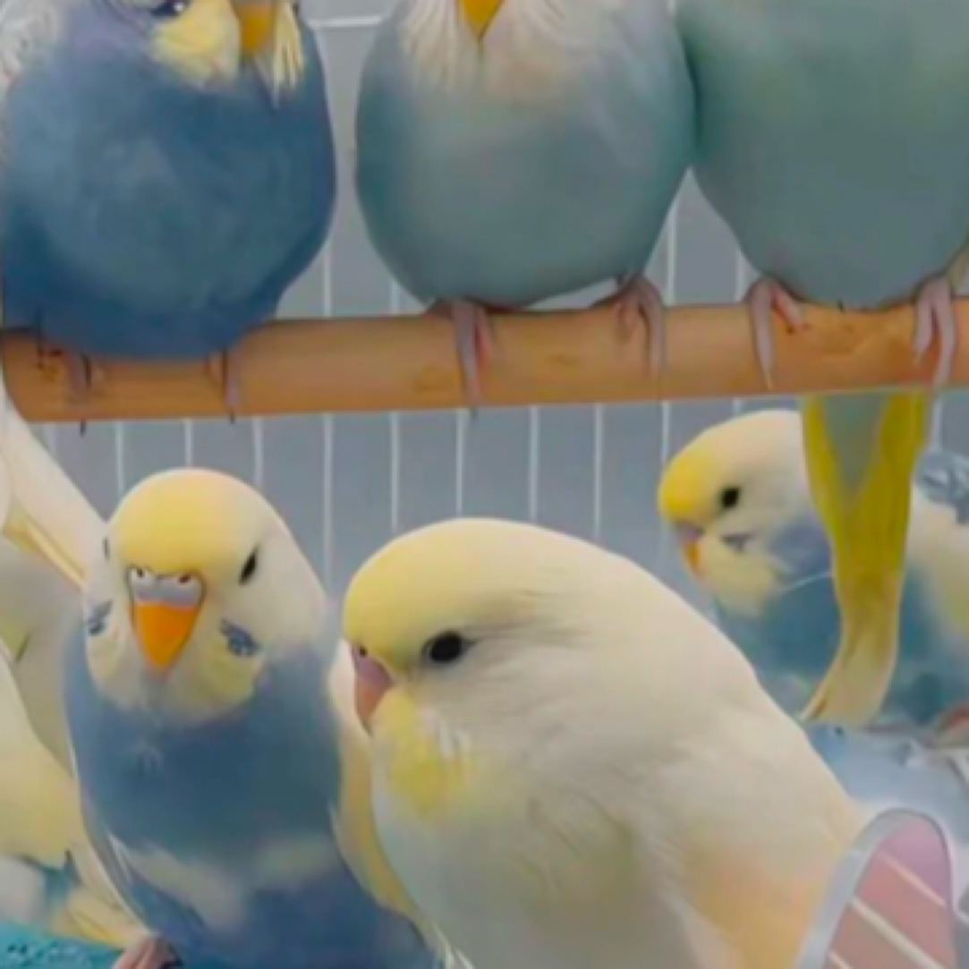 活动！台血活体一对儿装！