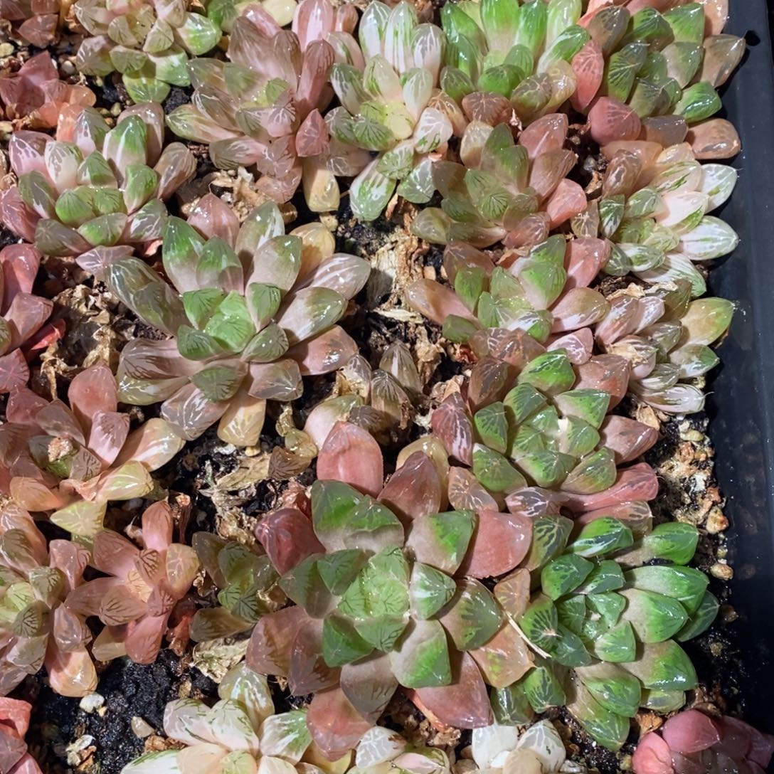 929 一颗实生大苏皇玉露锦 整点福利