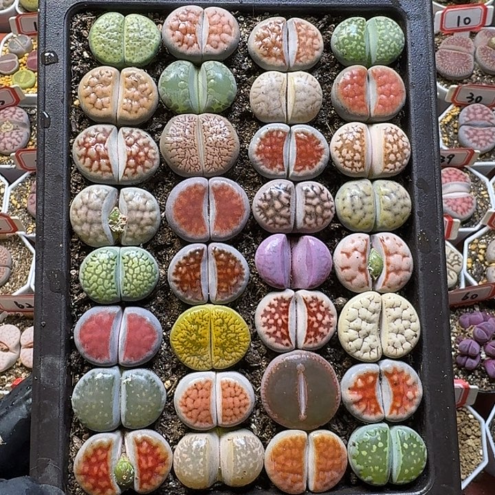 生石花1111。 裸根带盆土。   232