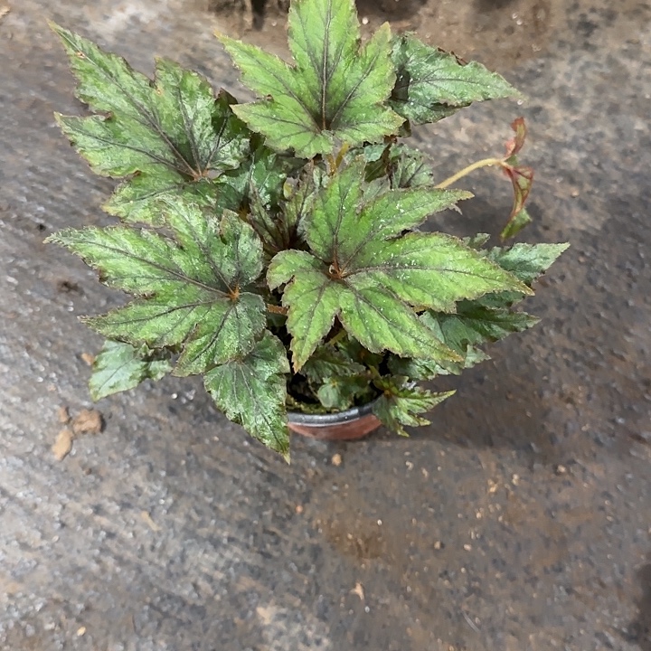 完全开放变异超新星