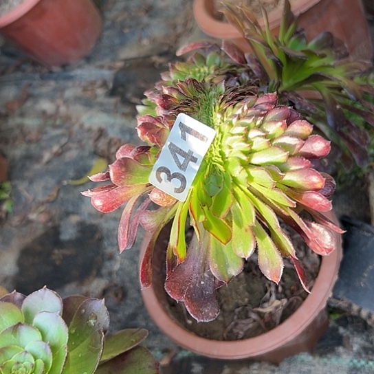 ****雨多肉植物一个黑铜鼓341