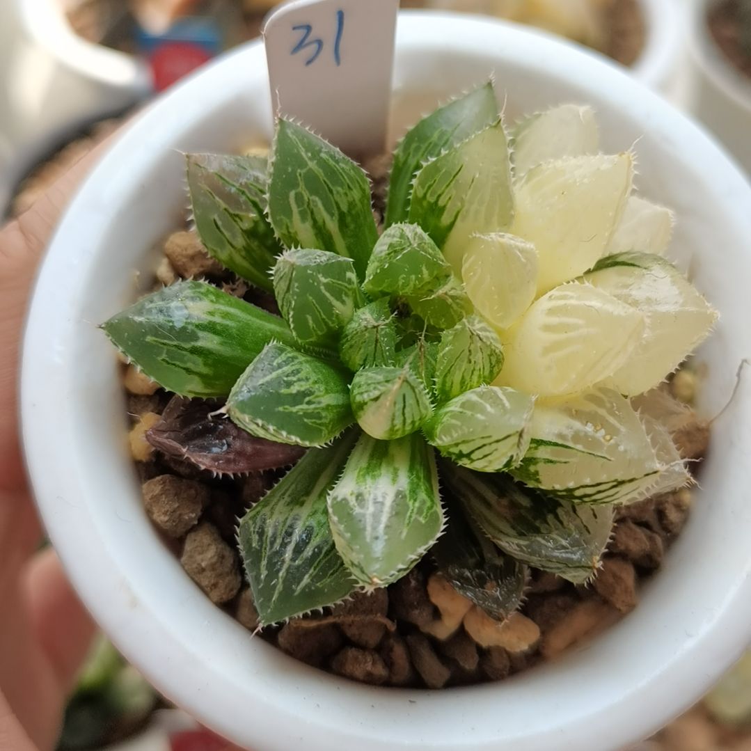 31号楼兰锦一物一拍带盆土发货