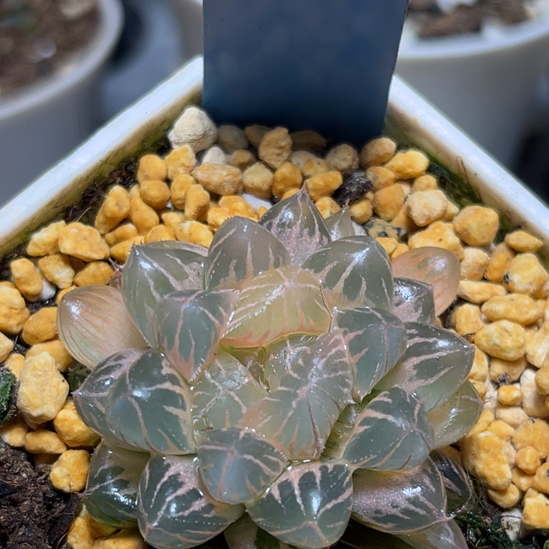 恭喜发财大吉大利901