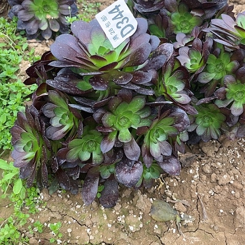 344黑魔不包断枝