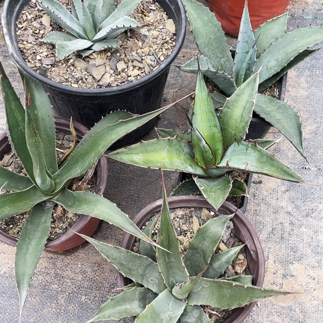 无花朵福利套餐5个品种