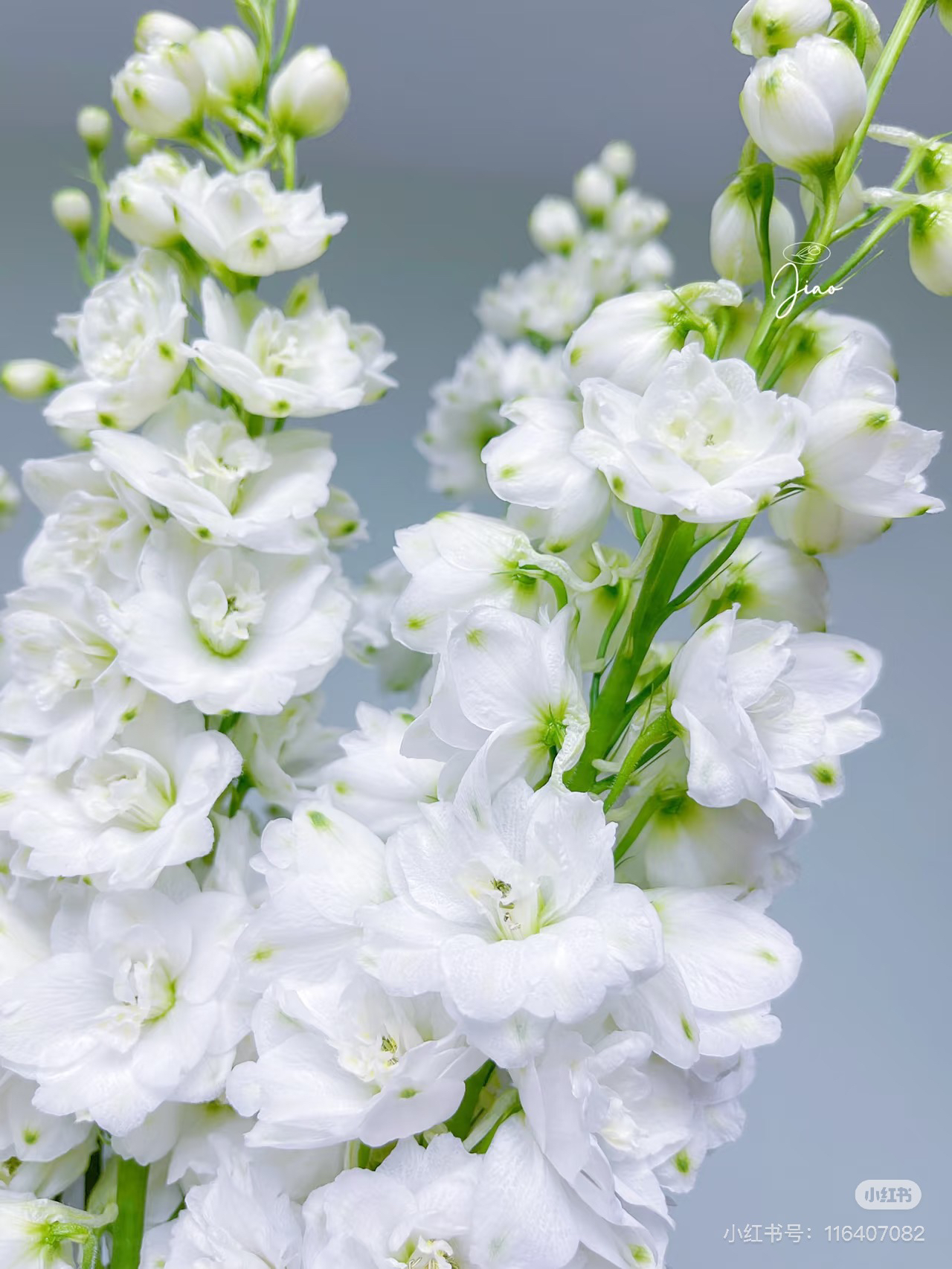 【花甜悦夏优选】西伯利亚大飞燕（百分之十不售后1个订单包邮