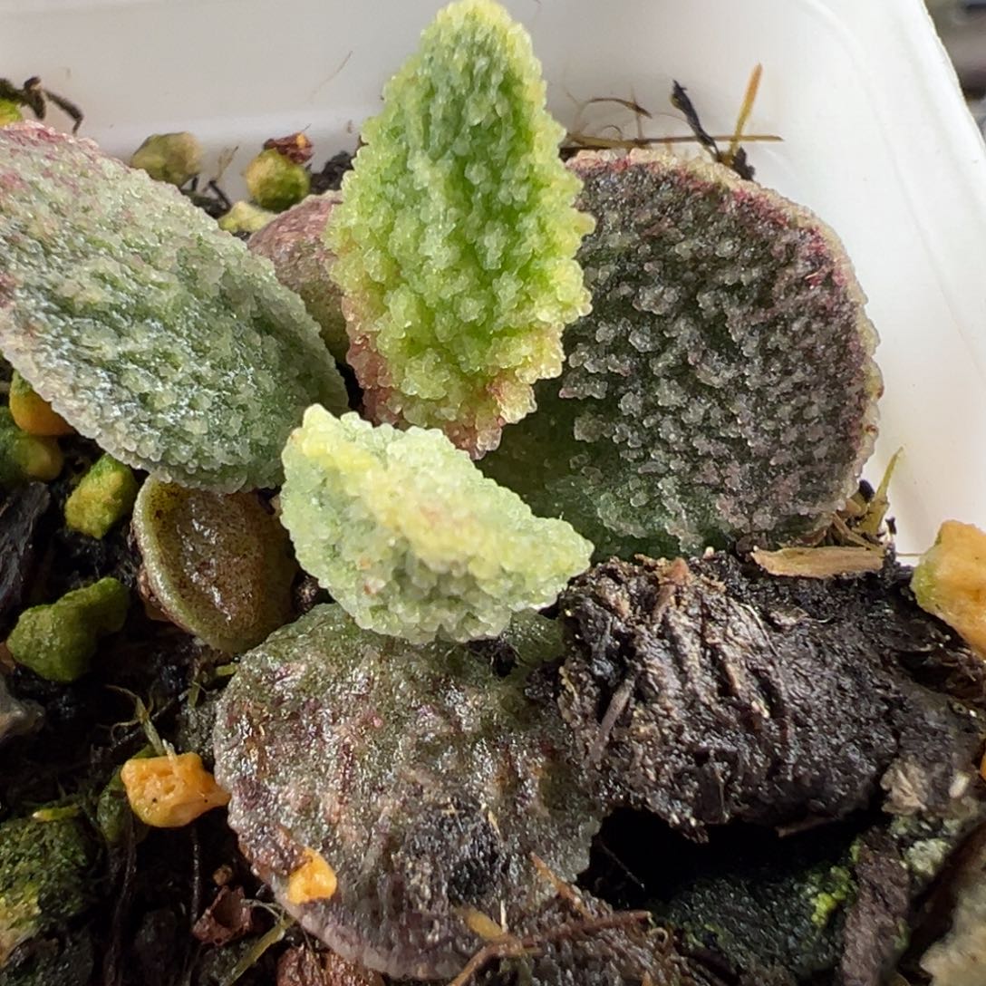 蚌叶实生新品多肉植物水泡多肉植物