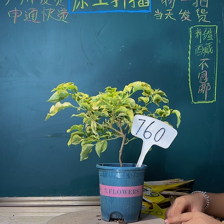 当前无花栽培后可以开花下播 金边黄 760