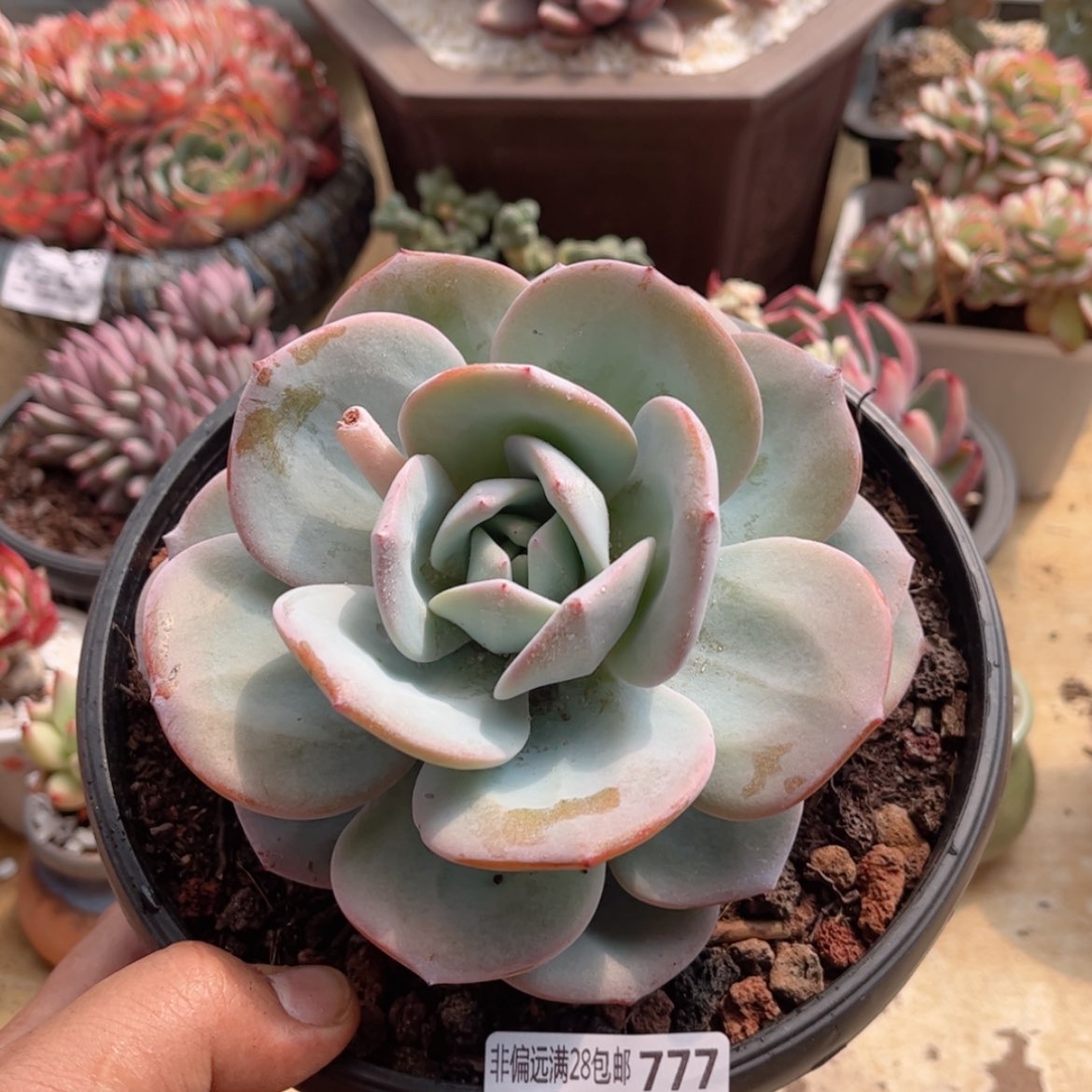 【闪购商品】777奶茶