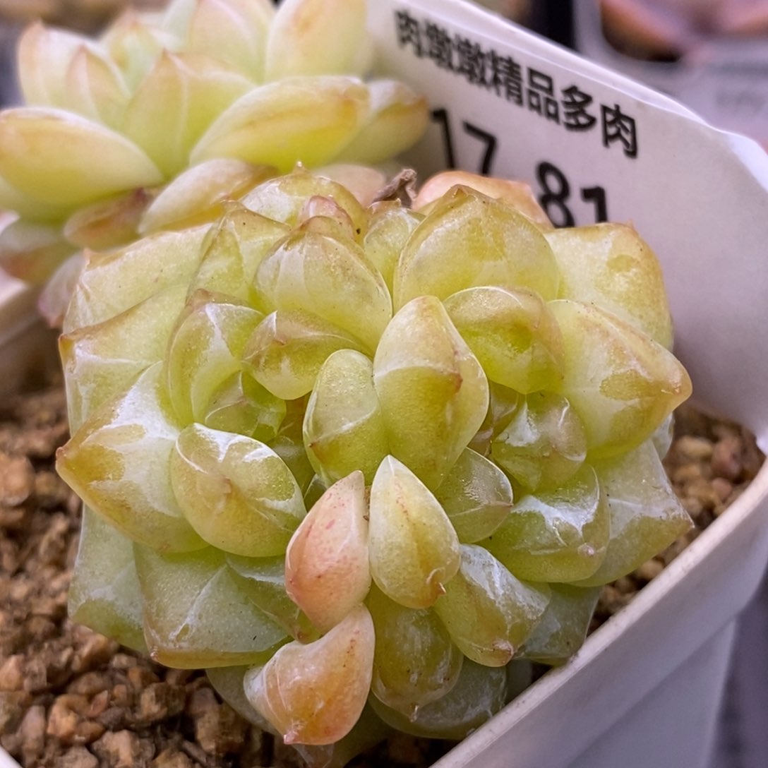 【闪购商品】17-81