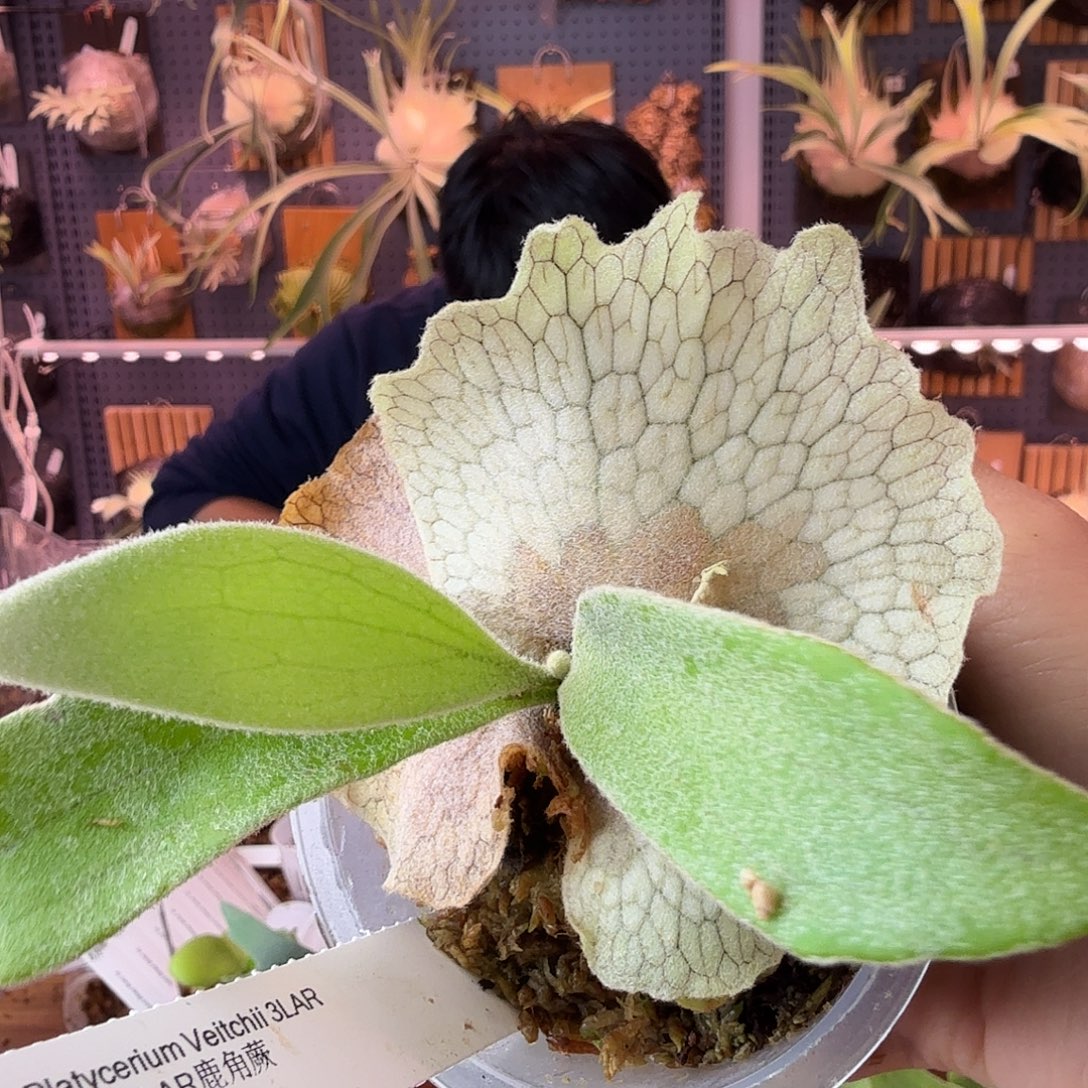 完全开放3lar鹿角蕨