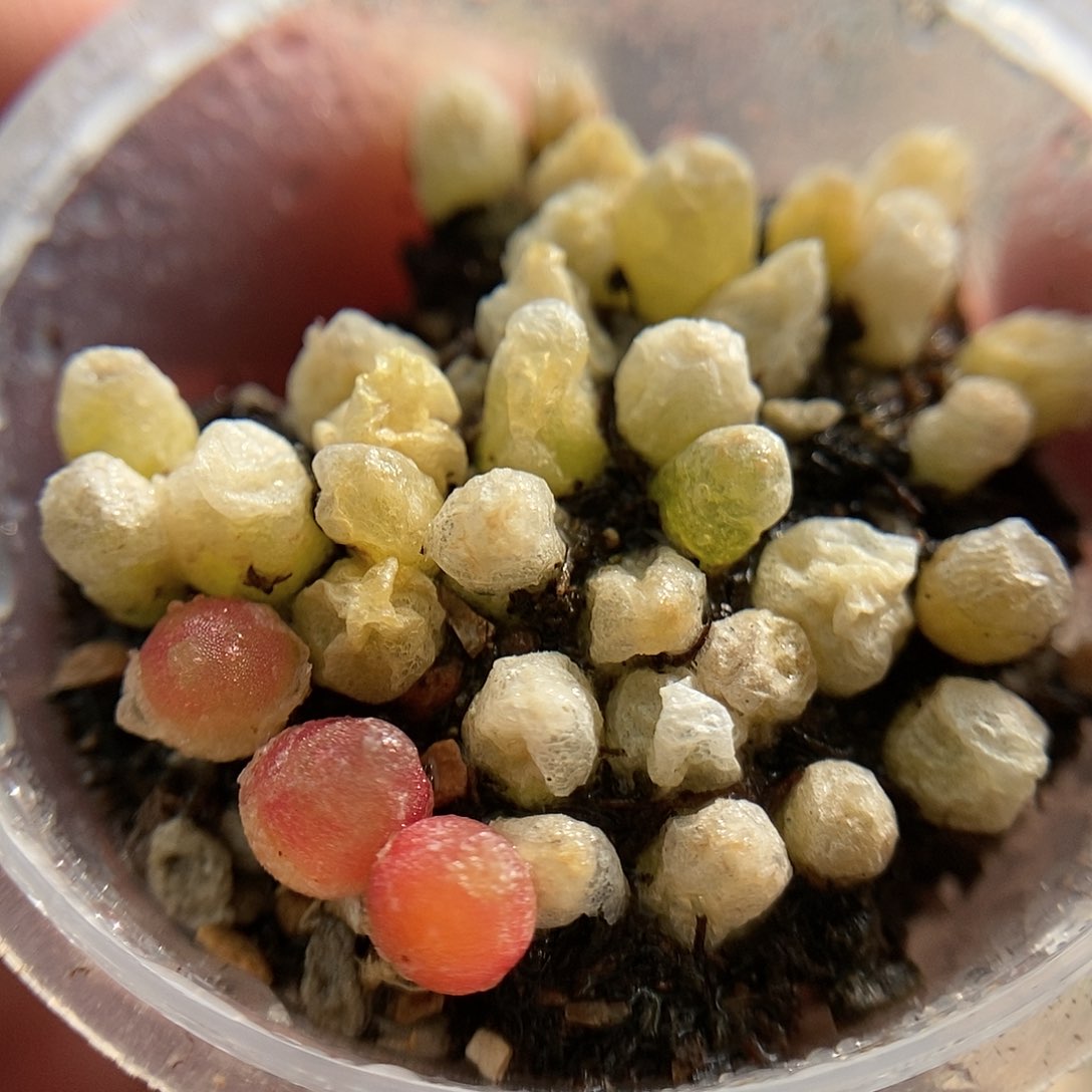 哈墨灯泡20颗1.5年二蜕苗子带老皮发货包邮