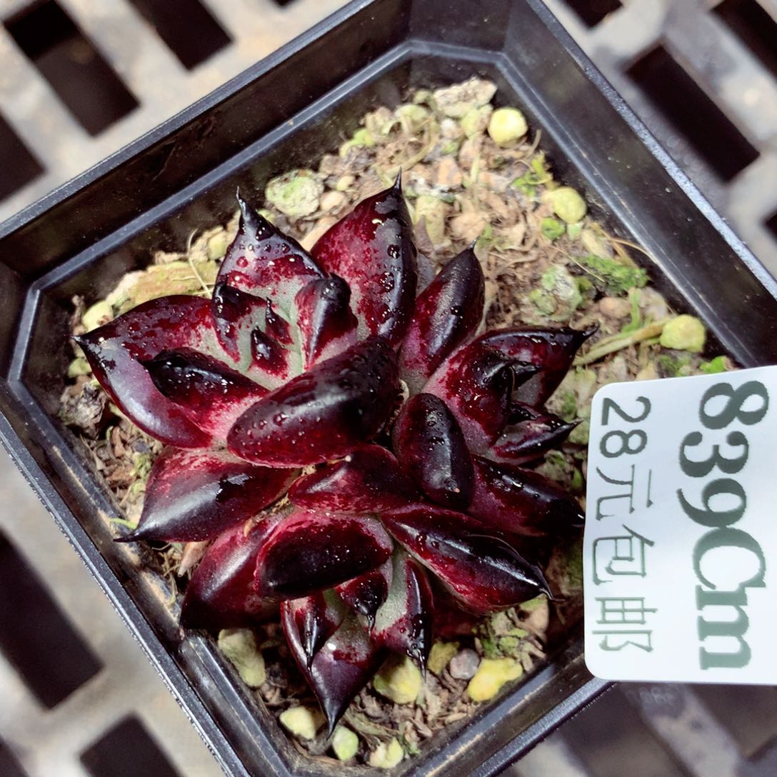 5厘米盆精控多肉839