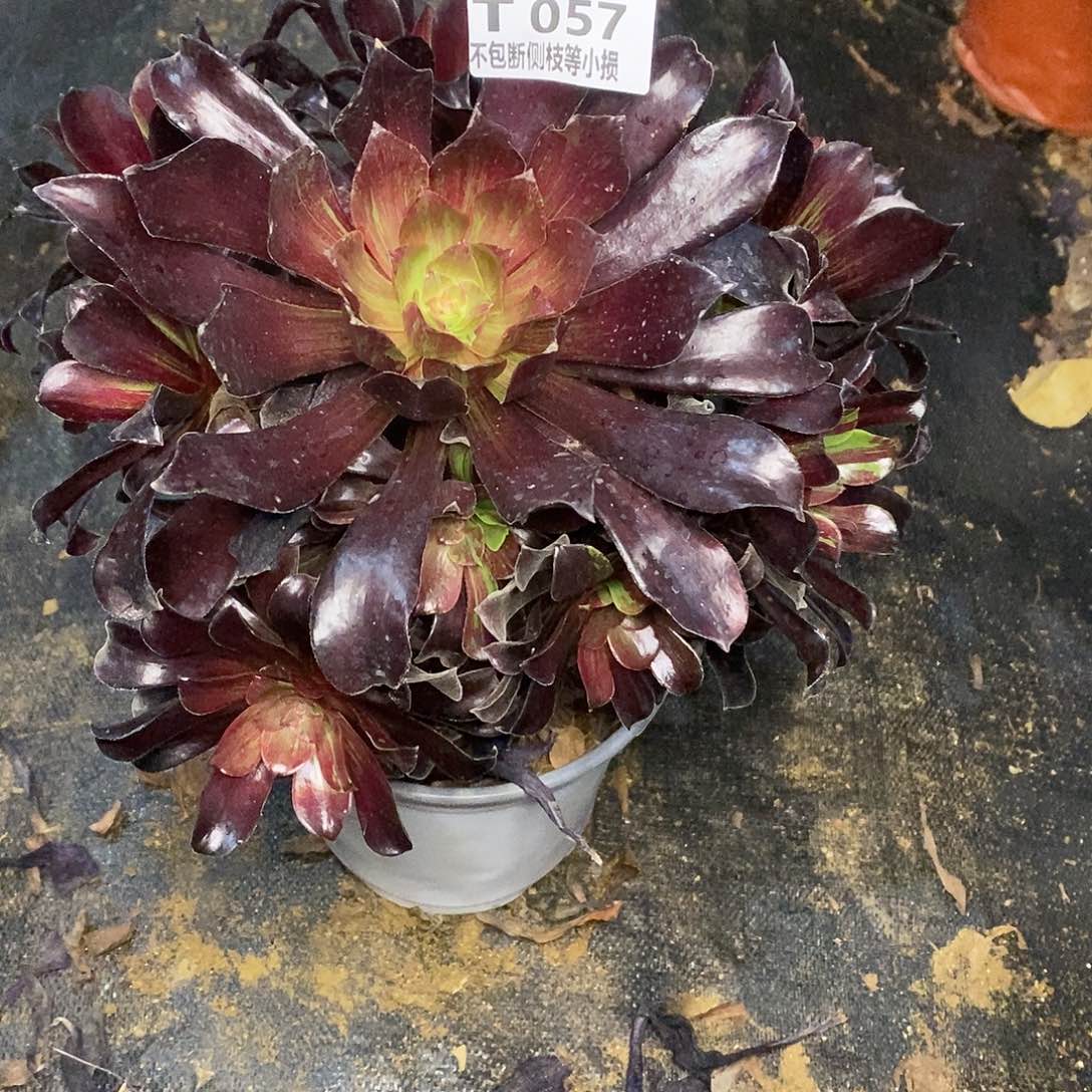 057欧若拉多肉法师