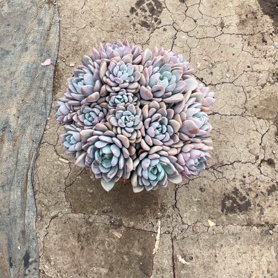 精品白鹭群生裸根 带点土球 不退不换