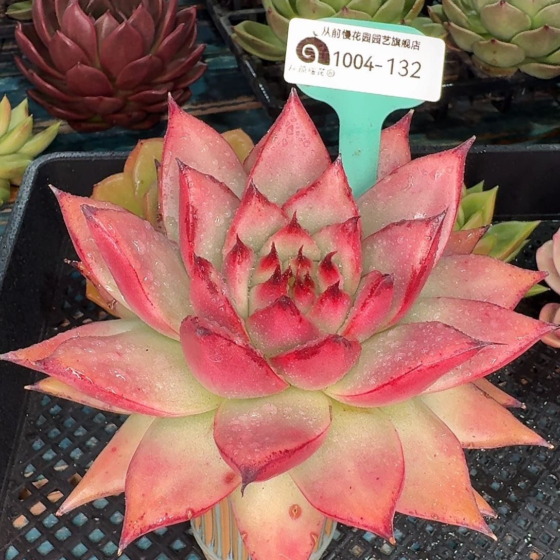 从前慢东云新品1004-132