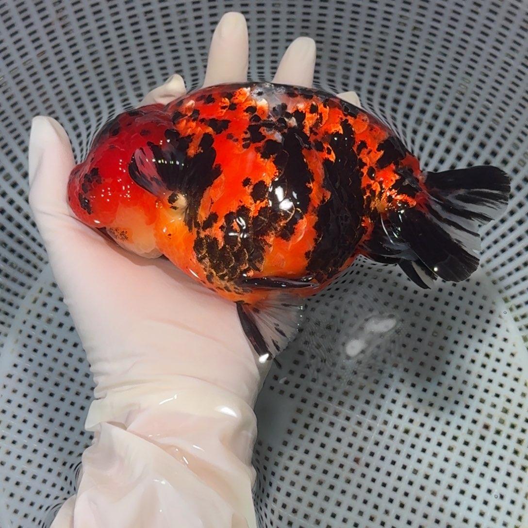 金鱼精品高货兰寿