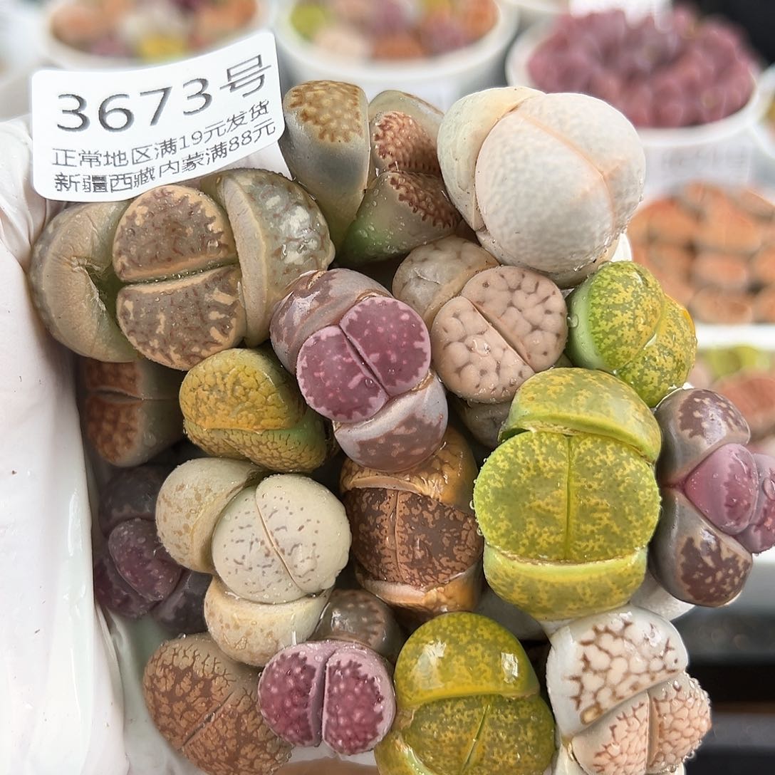 好养易活生石花大母本3673共17个