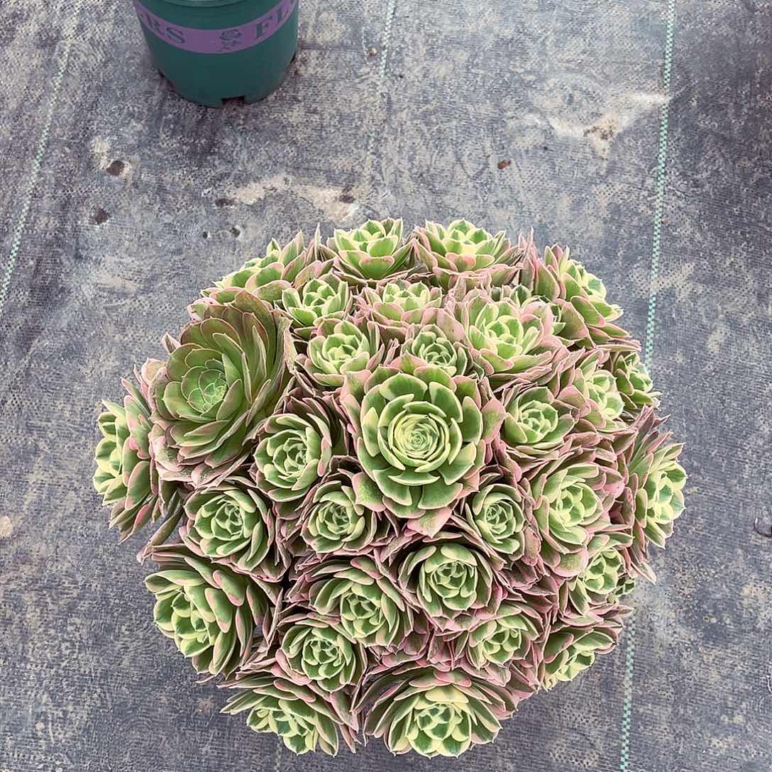 法师多肉植物白凤