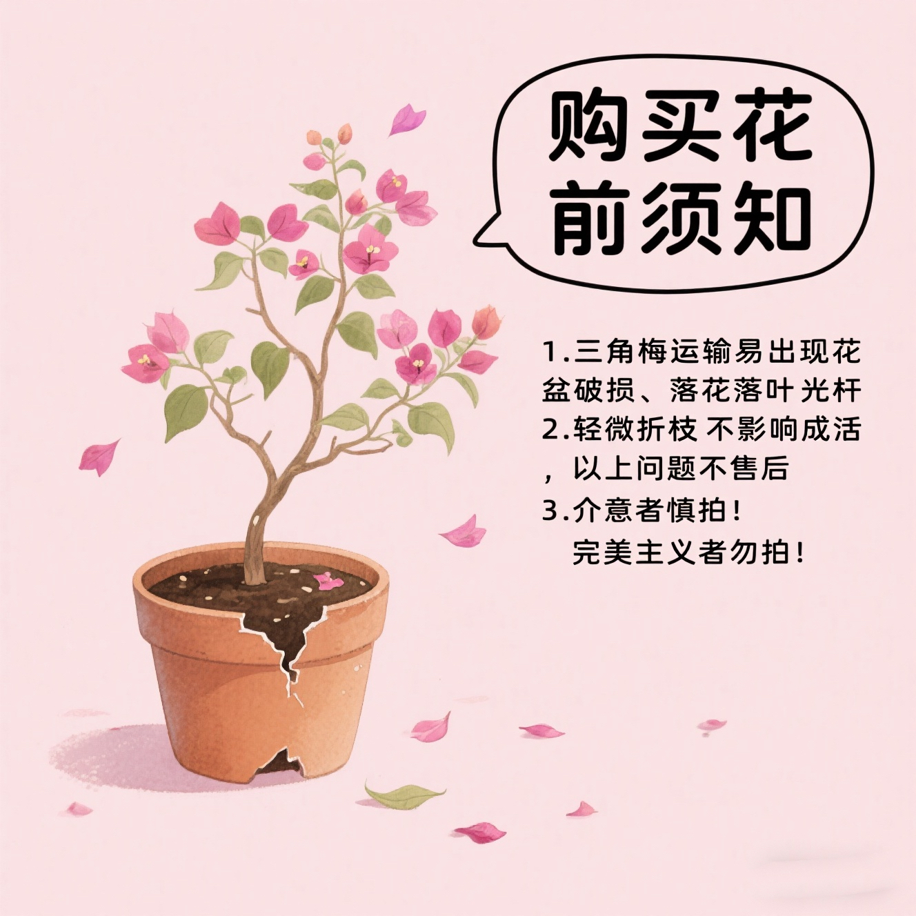 南下花农.（彩花三角梅）一物一拍 运输过程中掉花掉叶折枝 不售后
