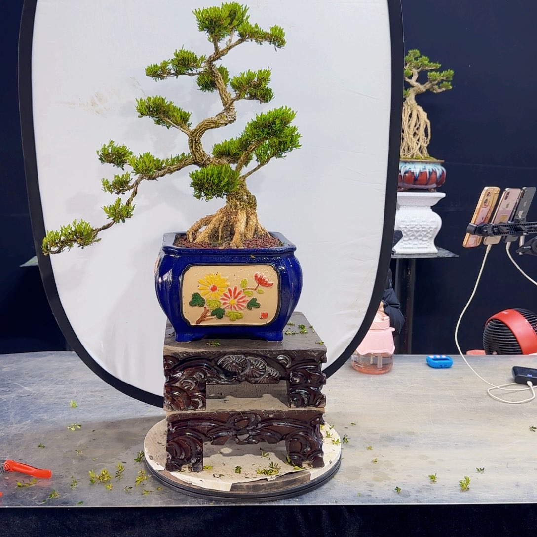 高端黄杨盆景艺术