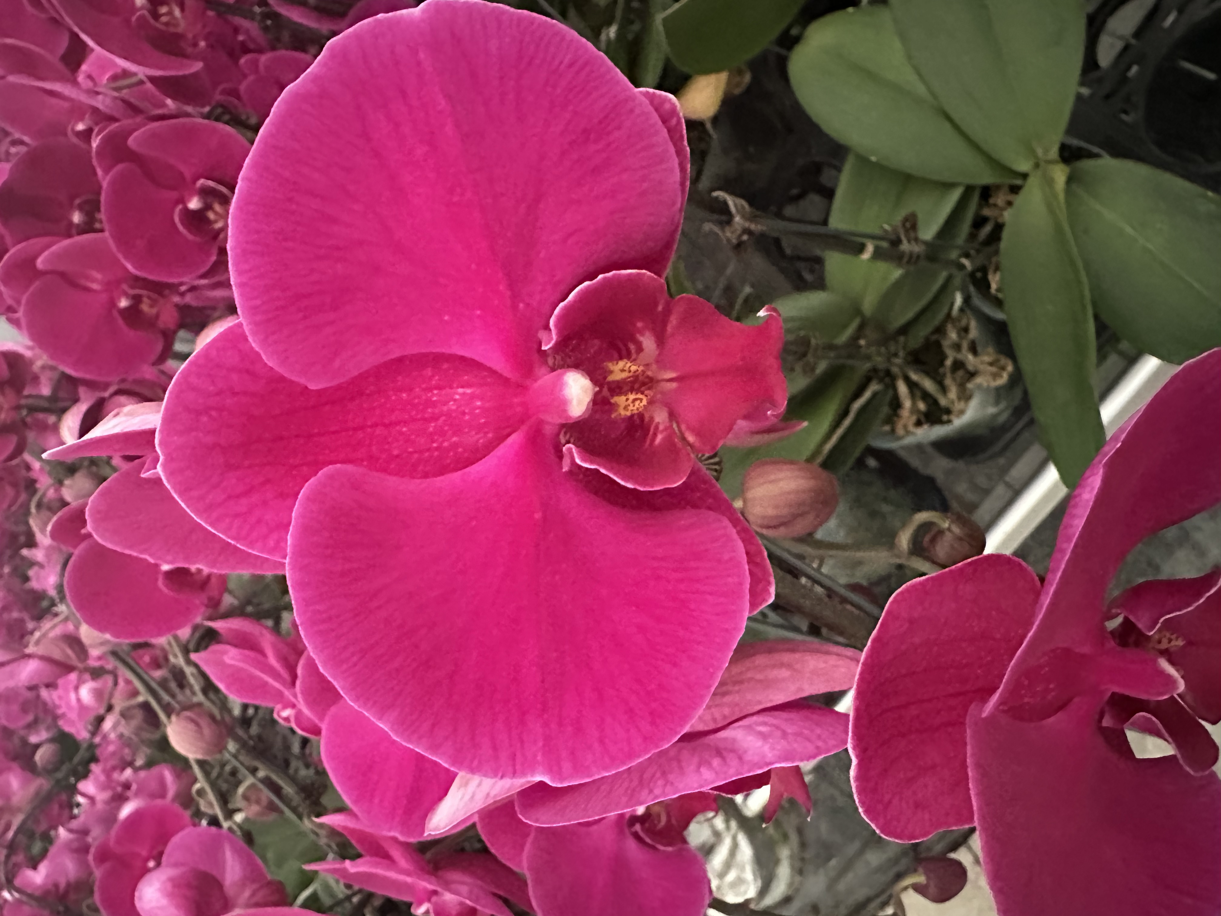 【大辣椒】高档蝴蝶兰鲜花盆栽