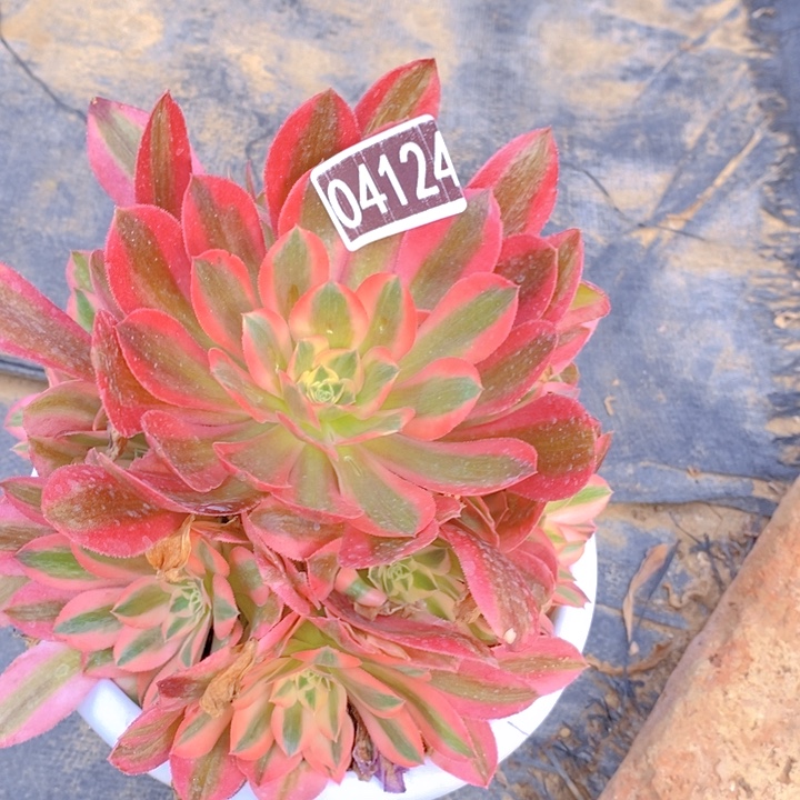 粉女巫手捧多肉04124