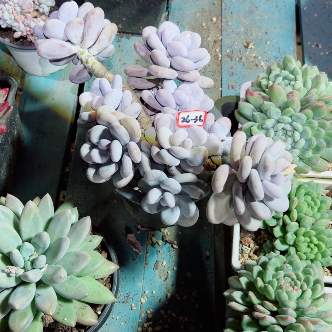 ღ***এ精品多肉植物老桩