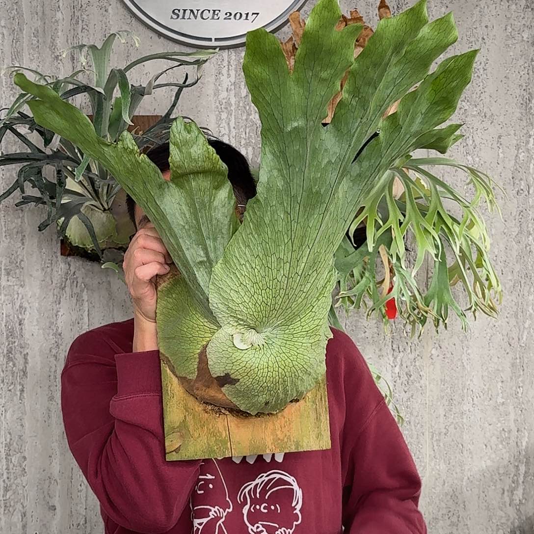 完全开放女王鹿角蕨春野花园