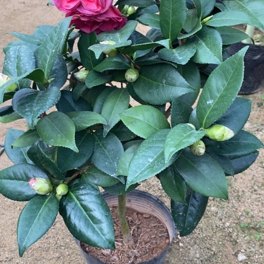 当前无花栽培后可以开花