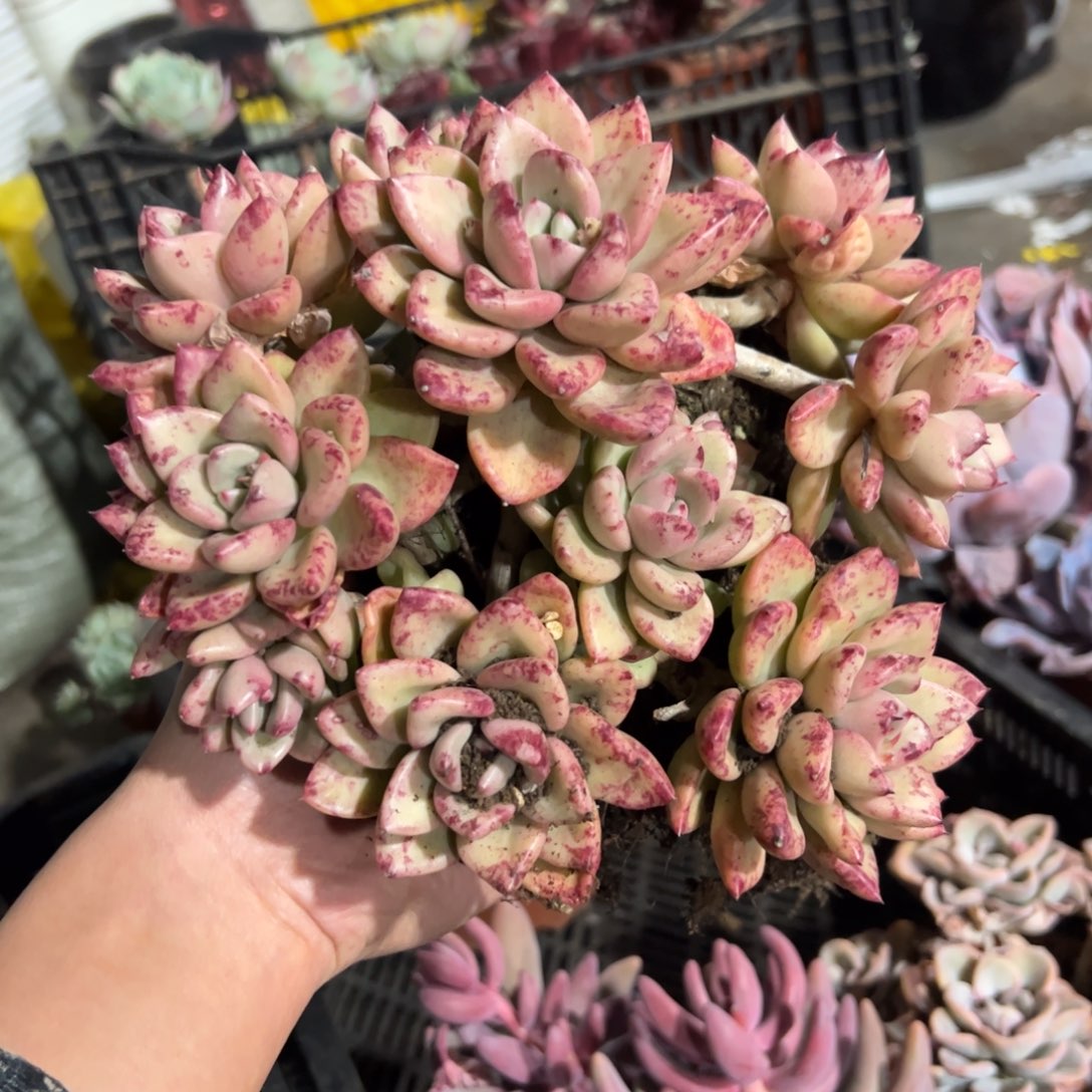 鳄梨58 零零多肉植物