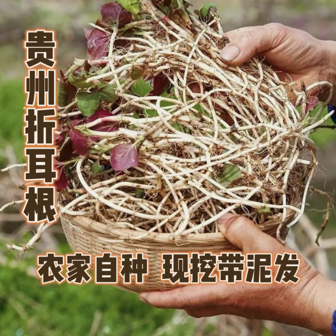 大成山货贵州瓮安农家新鲜现挖自种鱼腥草折耳根凉拌脆嫩爽口