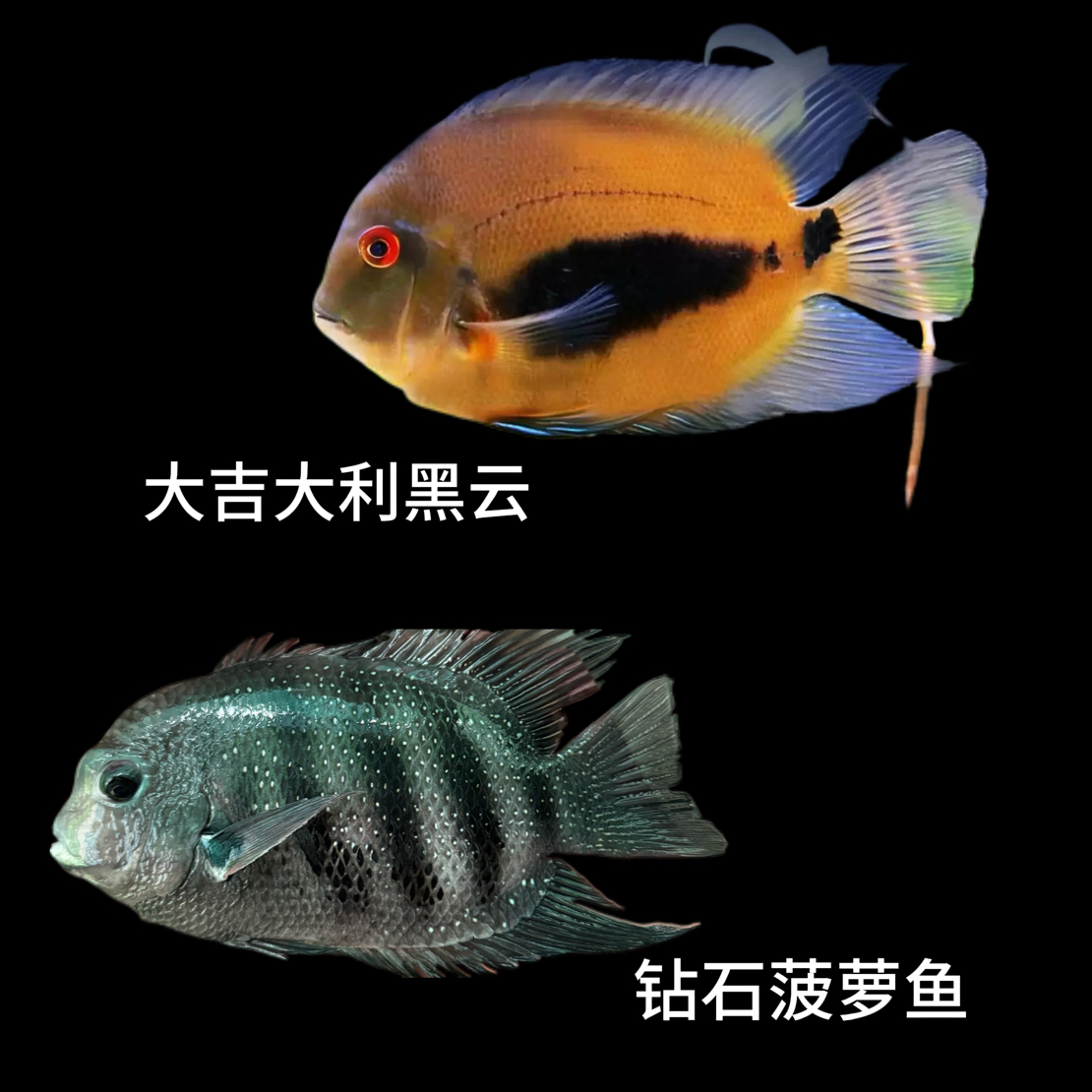 钻石菠萝鱼大吉大利黑云菠萝鱼热带淡水观赏鱼