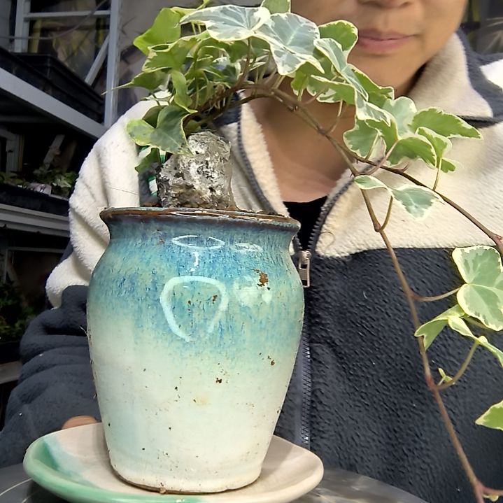 南***南中青园艺一物一拍花140